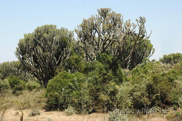 DSC_0291.JPG - Euphorbia candelabrum