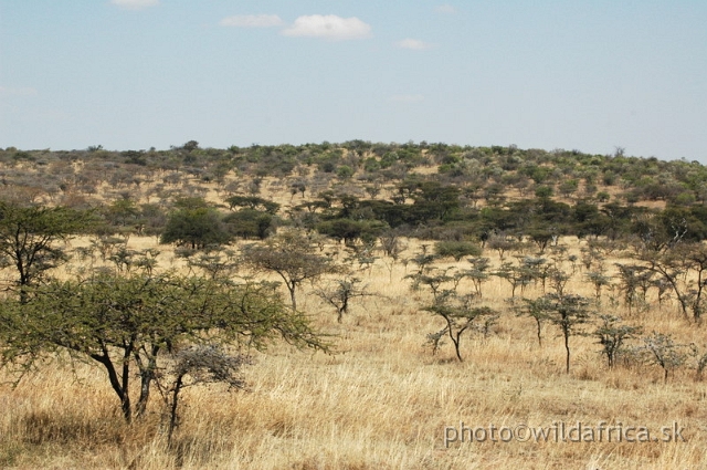 DSC_0298.JPG - Dry thorn tree savanna near Sekenani Gate