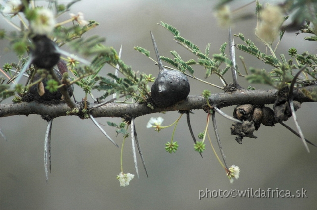 DSC_0304.JPG - Whistling Thorn (Acacia drepanolobia)