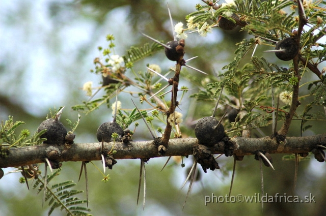 DSC_0306a.JPG - Whistling Thorn (Acacia drepanolobia)