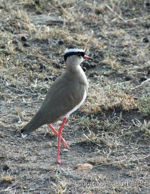 DSC_0326.JPG - Crowned Lapwing (Vanellus coronatus)