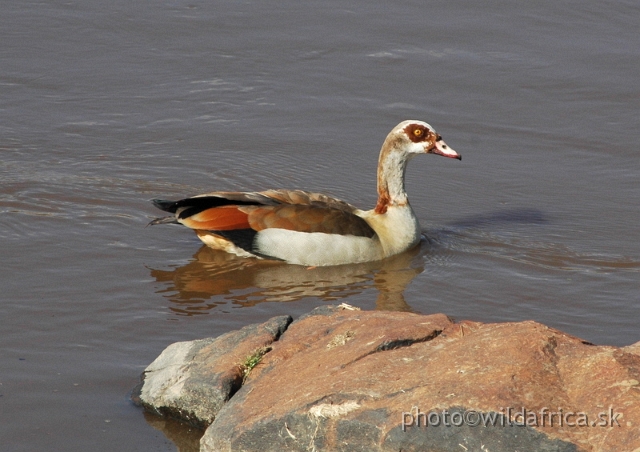 DSC_0396.JPG - Egyptian goose (Alopochen aegyptiaca)