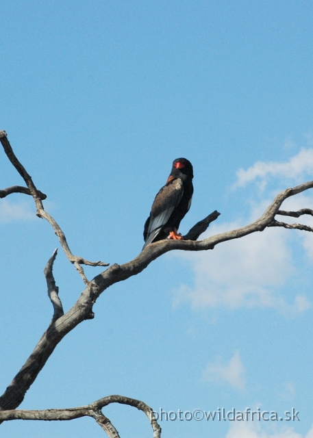 DSC_0416.JPG - Bateleur (Terathopius ecaudatus)