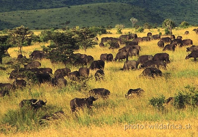 FOTO023.jpg - African Buffaloes in golden grass