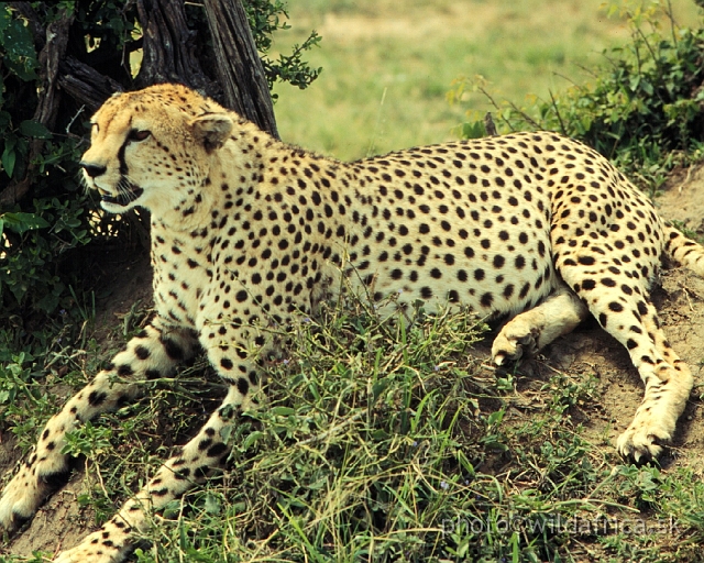 FOTO053.JPG - The cheetah after lunch