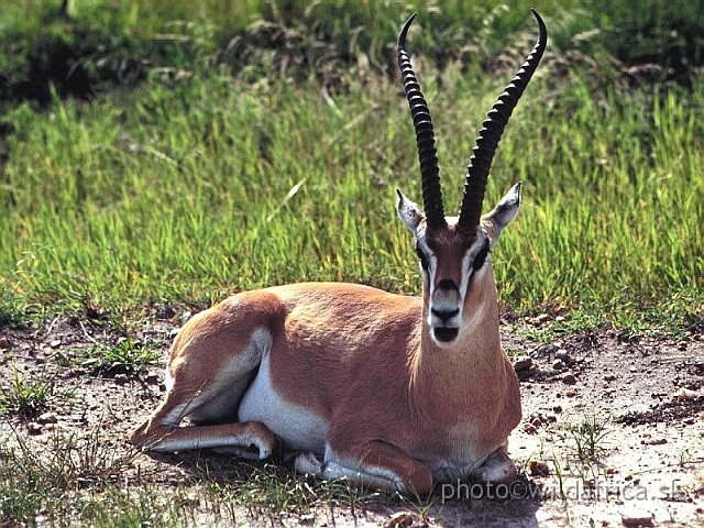 FOTO057.jpg - Grant's Gazelle