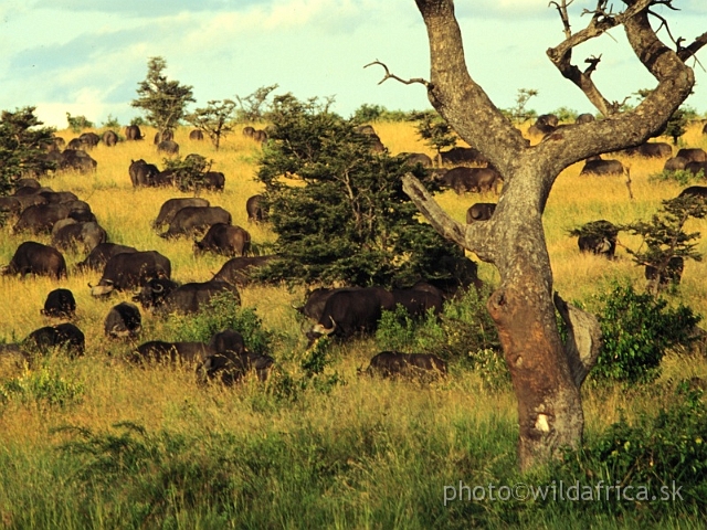 FOTO061.JPG - Masai Mara atmosphere, 1994