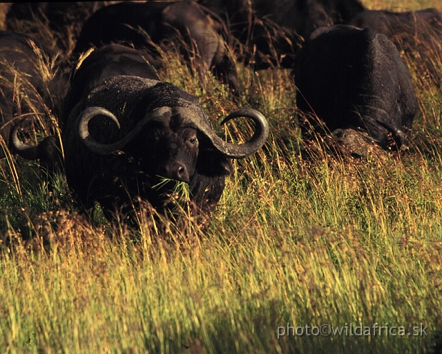 FOTO062.JPG - African Buffalo in golden grass