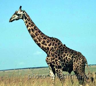 FOTO111+.jpg - Masai Giraffe