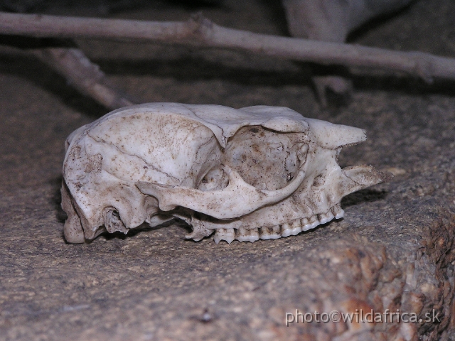 P1011210.JPG - Bush Hyrax skull