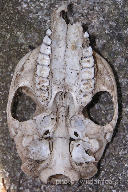 P1011212.JPG - Bush Hyrax skull