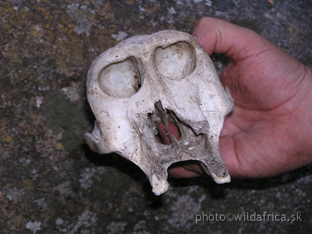 P1011232.JPG - Baboon skull