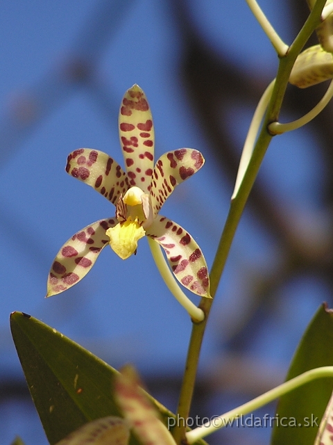 P1011266.JPG - The Leopard Orchid