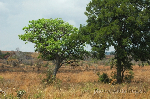 DSC_1308.JPG - Miombo woodland