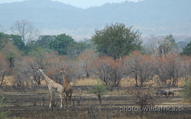 DSC_1355.JPG - This is our first and not very good photo of Johnston's Wildebeest (right)