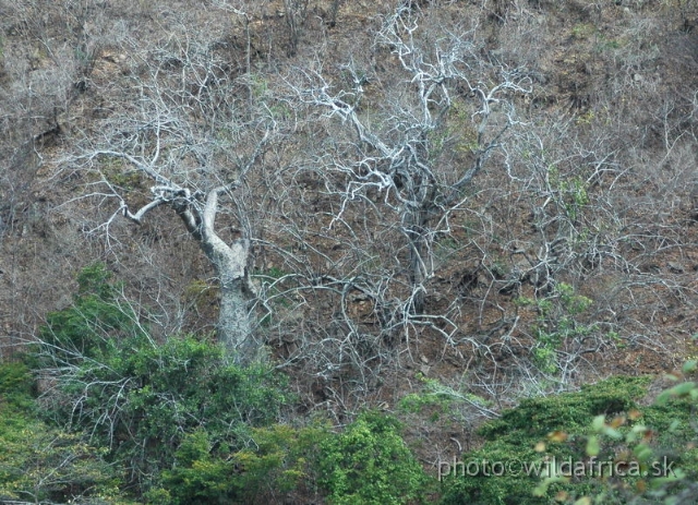 DSC_1357.JPG - Baobab Valley