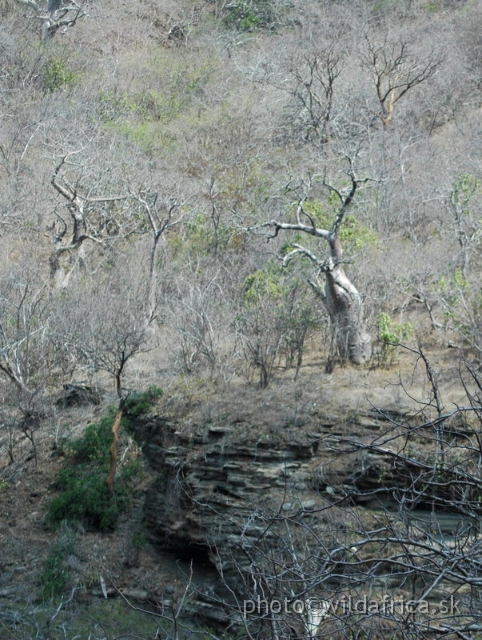 DSC_1360.JPG - Baobab Valley