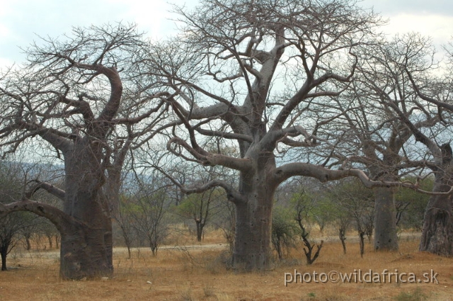 DSC_1372.JPG - Baobab Valley