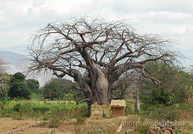 DSC_1374.JPG - Baobab Valley