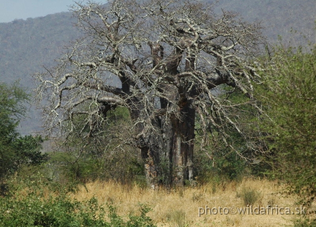 DSC_1377.JPG - Baobab Valley