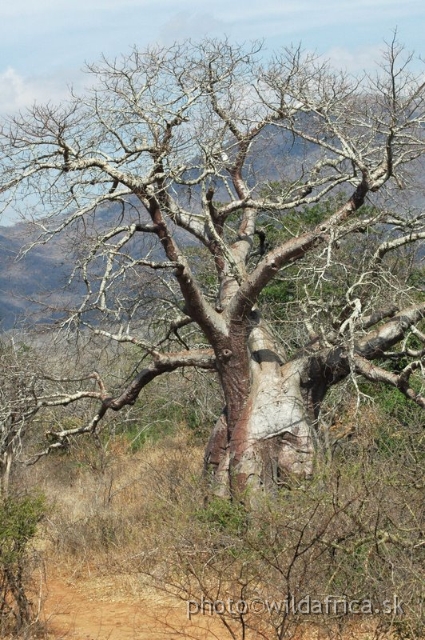 DSC_1378.JPG - Baobab Valley