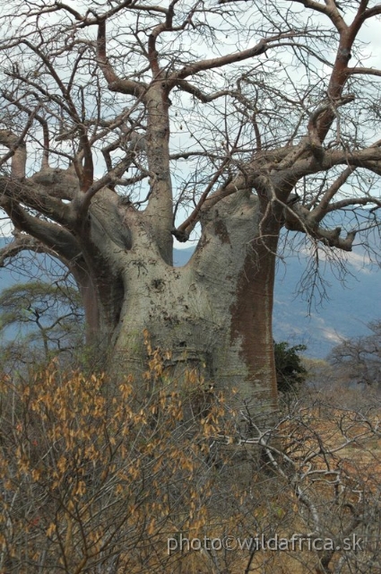 DSC_1379.JPG - Baobab Valley