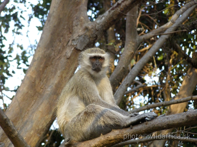 P9201369.JPG - Vervet monkey (Chlorocebus pygerythrus)