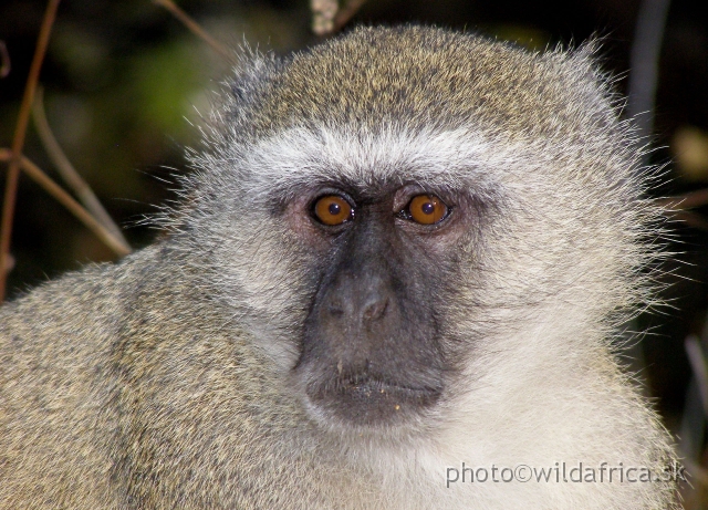 P9201372.JPG - Vervet monkey (Chlorocebus pygerythrus)