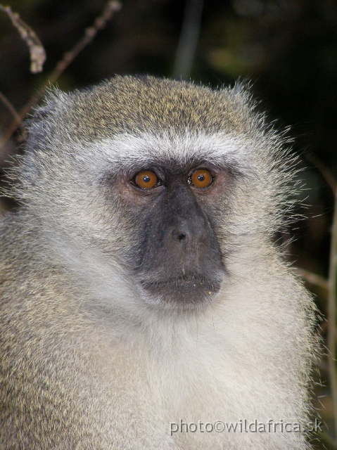 P9201373.JPG - Vervet monkey (Chlorocebus pygerythrus)