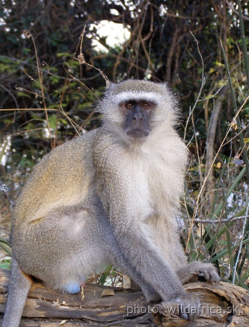 P9201374.JPG - Vervet monkey (Chlorocebus pygerythrus)