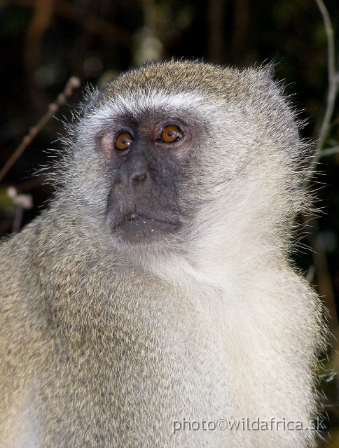 P9201375.JPG - Vervet monkey (Chlorocebus pygerythrus)