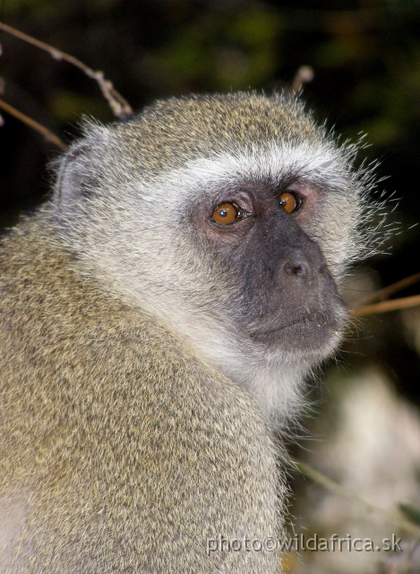 P9201377.JPG - Vervet monkey (Chlorocebus pygerythrus)