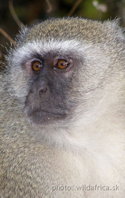 P9201378.JPG - Vervet monkey (Chlorocebus pygerythrus)