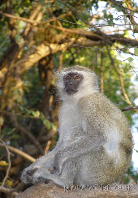 P9201382.JPG - Vervet monkey (Chlorocebus pygerythrus)