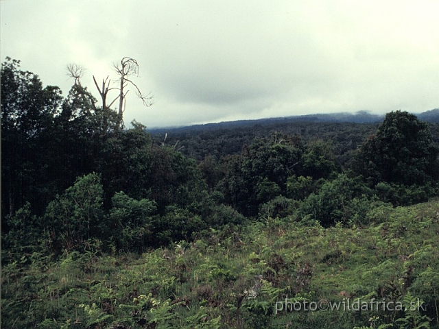 FOTO141.JPG - Montane Forest near Sirimon Gate, 1994