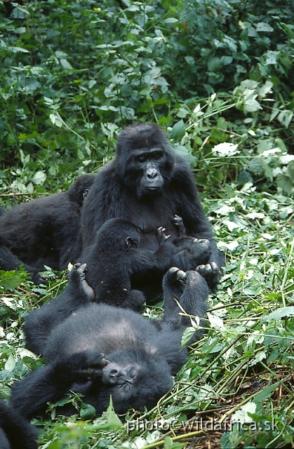 2.jpg - Mountain Gorilla (Gorilla beringei)