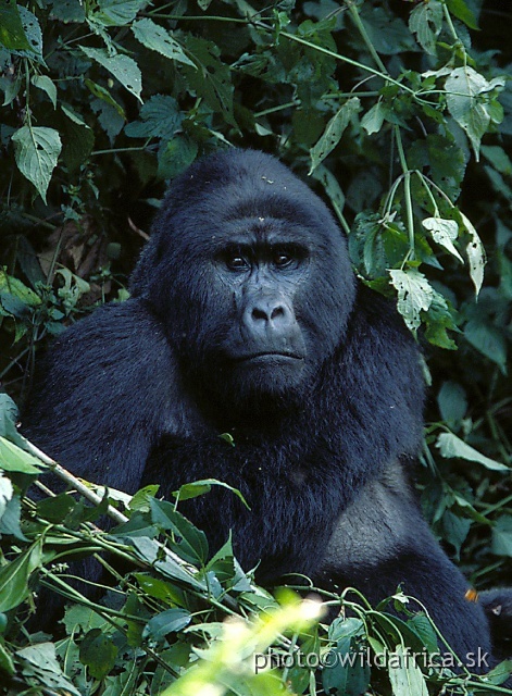 4+6.jpg - Mountain Gorilla (Gorilla beringei)