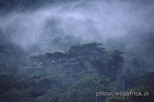 7.jpg - Clouds over the African mountain rainforest in Bwindi (view from Buhoma camp).
