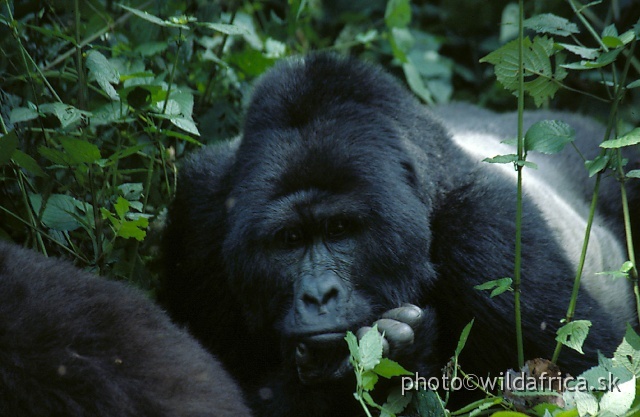 8.jpg - Mountain Gorilla (Gorilla beringei)