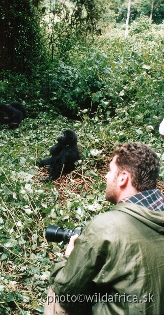 GORILLA_TREK.JPG - Mountain Gorilla (Gorilla beringei)