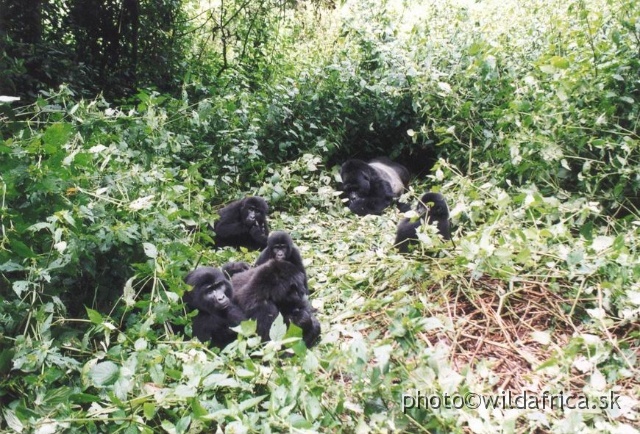 GORILY_03.JPG - Mountain Gorilla (Gorilla beringei)