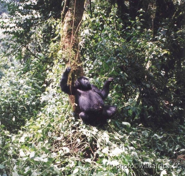 GORILY_08.JPG - Mountain Gorilla (Gorilla beringei)