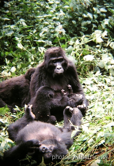 P9140025.JPG - Mountain Gorilla (Gorilla beringei)