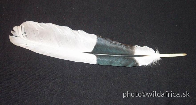 HORNBILL_FEATHER.JPG - Feather of Black and White Cascued Hornbill (Bycanistes subcylindricus)
