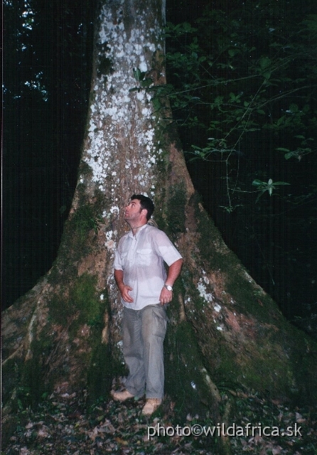 KIRUNDO_TREE.JPG - Under the Kirundo Tree, Mpanga Forest, Uganda 2002