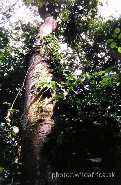 P1010005.JPG - Mpanga Forest, Uganda 2002