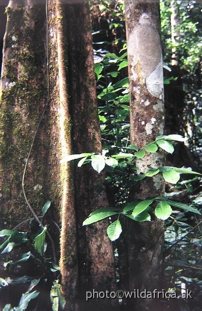 P1010038.JPG - Mpanga Forest, Uganda 2002