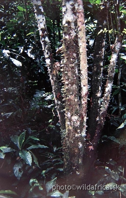P1010039.JPG - Mpanga Forest, Uganda 2002