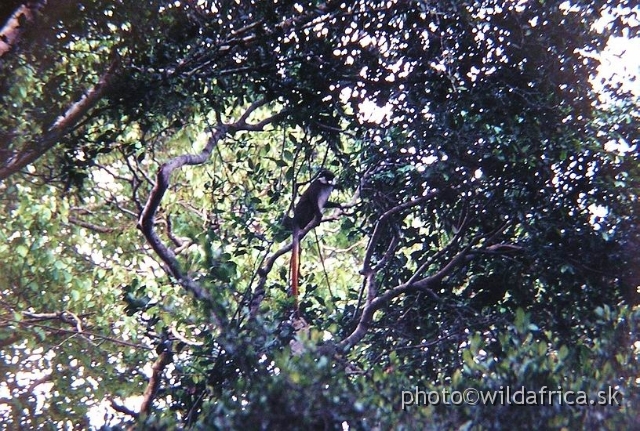P1010041.JPG - Red-tailed Monkey (Cercopithecus ascanius schmidti)