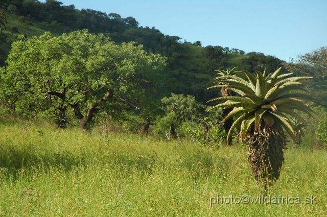 DSC_0182.JPG - Zululand with typical Aloe